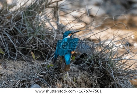 Common kingfisher bird in action to get the fish from the water body