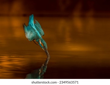 Common Kingfisher diving into the pond. - Powered by Shutterstock