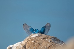 Common Kingfisher Dorsal View, Wings Outstretched. (Alcedo Atthis)