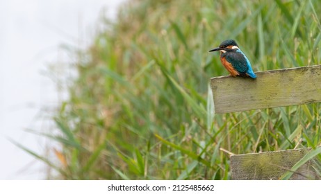 Common Kingfisher Or Eurasian Kingfisher (Alcedo Atthis) Perched By The River. 