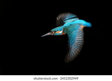 Common Kingfisher in flight with dark background. Beautiful blue bird fishing on the river. European waterfowl. Amazing wildlife spring scene with Alcedo atthis. - Powered by Shutterstock