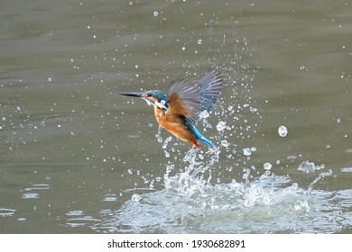 翠鳥 High Res Stock Images Shutterstock