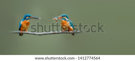 Similar – Kingfisher couple on a branch