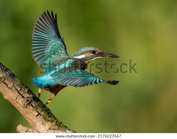 Common kingfisher in his natural habitat.\
Wild bird on the river, beautiful colours, very close up picture.\
Bird is isolated from the\
background.