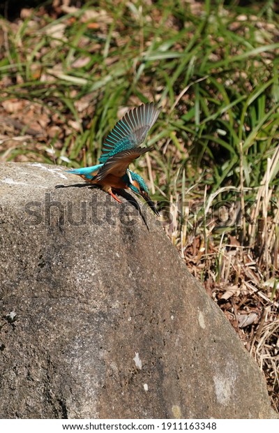 common kingfisher is hunting\
a fish