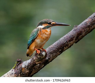 Common Kingfisher Hunting For Food And Perch Low