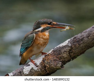 Common Kingfisher Hunting For Food Shot At Taiping Malaysia