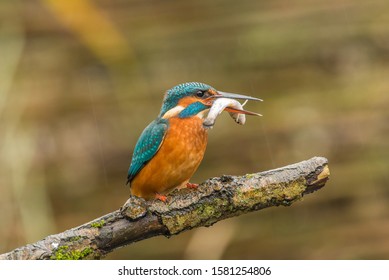 Common Kingfisher, Hunting In The Forest.