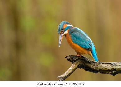 Common Kingfisher, Hunting In The Forest.