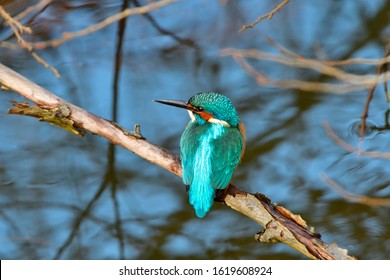 Common Kingfisher Hunting On A Lake In Upper Lusatia