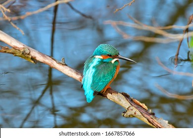 Common Kingfisher Hunting On A Lake In Upper Lusatia