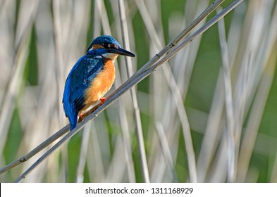 Common Kingfisher Hunting From A Perch