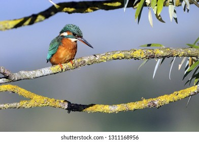 Common Kingfisher Hunting From A Perch