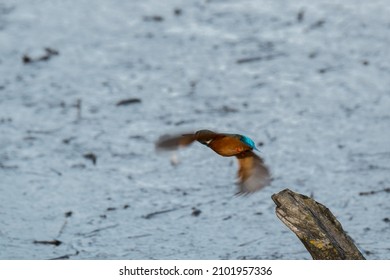 Common Kingfisher Hunting In The Reeds, Italy.