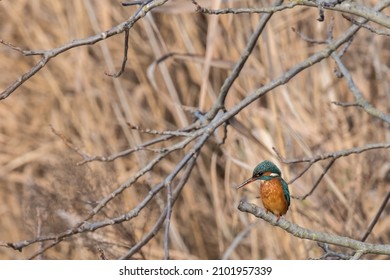 Common Kingfisher Hunting In The Reeds, Italy.