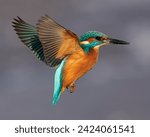 Common kingfisher in its natural habitat in Denmark