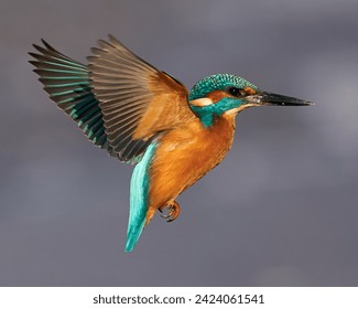 Common kingfisher in its natural habitat in Denmark - Powered by Shutterstock