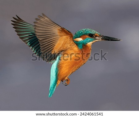 Common kingfisher in its natural habitat in Denmark