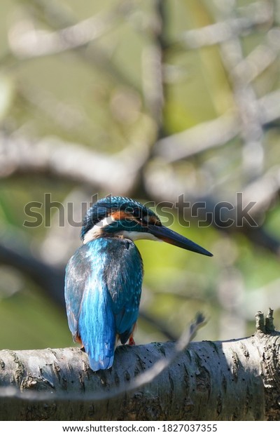    common kingfisher is on branch                       \
    