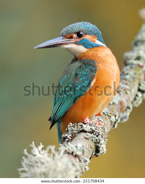 Common kingfisher on the\
branch