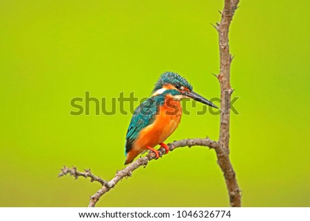 Similar – Kingfisher perched on a branch