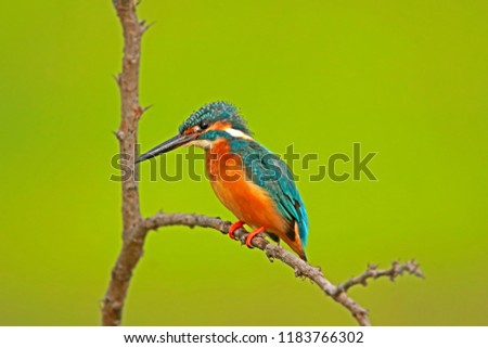 Similar – Kingfisher perched on a branch