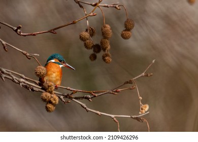 A common kingfisher on a plane tree. Eurasian kingfisher, river kingfisher, European Kingfisher. Alcedo atthis.
