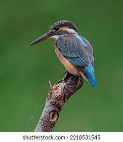 Common Kingfisher Perch Open Low Hunting For Food