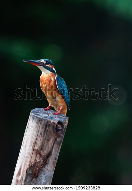 Common Kingfisher perched on a tree stump\
with blur background.