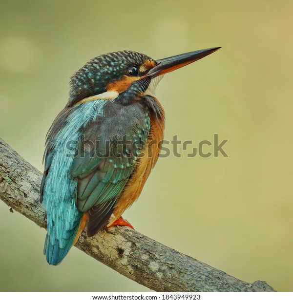 Common\
Kingfisher perching eye level on tree\
branch