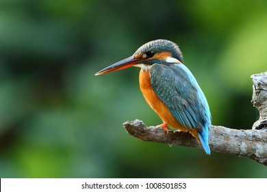 common kingfisher river - Shutterstock ID 1008501853