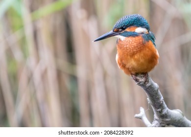 Common Kingfisher, Or River Kingfisher (Alcedo Atthis) Perched On A Branch, One Of The Most Beautiful UK Birds