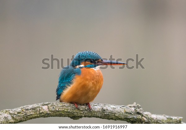 Common Kingfisher sit on\
tree