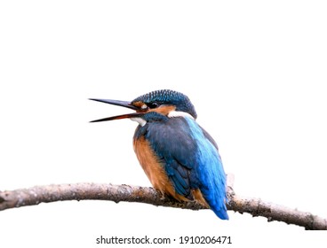 Common kingfisher sitting on a branch. Common kingfisher sitting on a branch isolated on white background