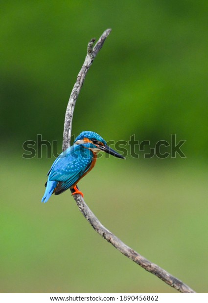Common\
kingfisher at yala National park in  Sri\
Lanka