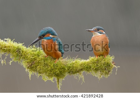 Similar – Kingfisher couple on a branch