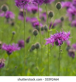 Common Knapweed (Centaurea Nigra, Lesser Knapweed ,black Knapweed)