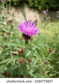 Common Knapweed Closeup Purple And Green 