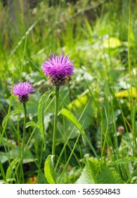 Common Knapweed Growing In A Meadow