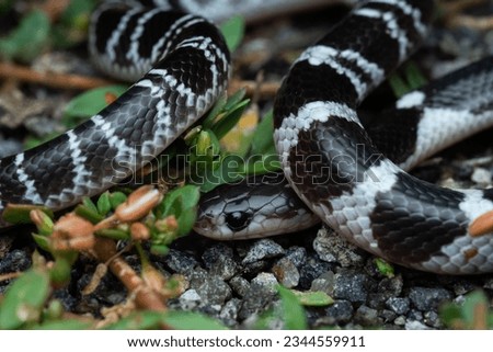 Common krait one of the big for venomous snakes in India.