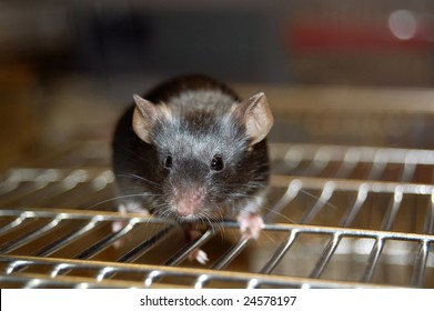 Common Laboratory Mouse Mus Musculus, On Cage