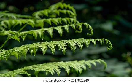 Common Ladyfern Leaves In Wilderness