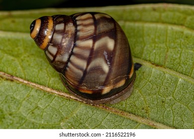 Common Land Snail Of The Genus Corona