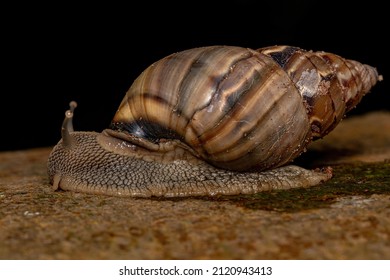 Common Land Snail Of The Genus Corona