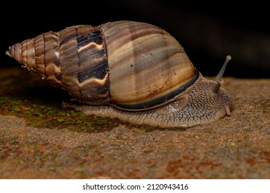 Common Land Snail Of The Genus Corona