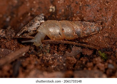 Common Land Snail Of The Order Stylommatophora