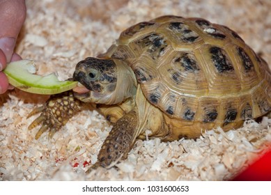 102 Turtle eating apple Images, Stock Photos & Vectors | Shutterstock