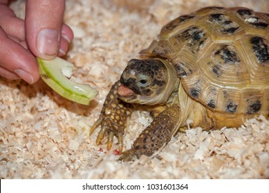 102 Turtle eating apple Images, Stock Photos & Vectors | Shutterstock