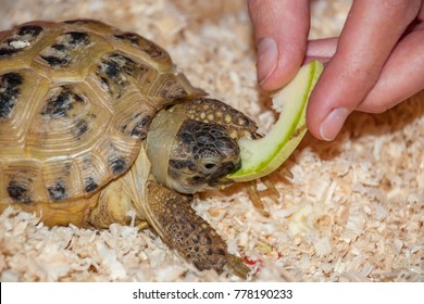 102 Turtle eating apple Images, Stock Photos & Vectors | Shutterstock