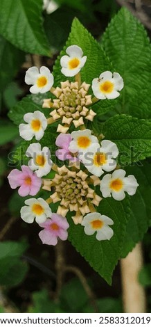 Common Lantana in macro mode #2